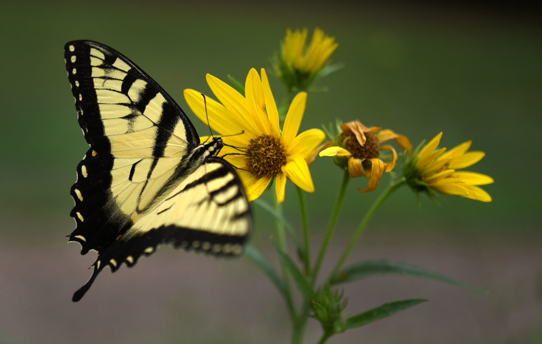Pollinators